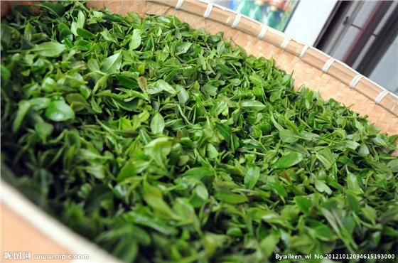 茶葉減農殘，施肥要微補控氮