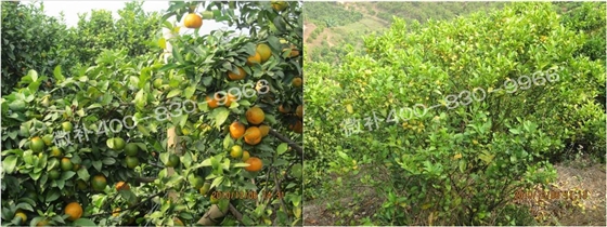 微補由國際植物營養(yǎng)專家領銜的微肥企業(yè),40年微肥經(jīng)驗,針對80多種農作物,有100多個微肥產(chǎn)品,涵蓋葉面肥,沖施肥,水溶肥等.咨詢熱線:400-830-9966微補系列微肥,質量好,肥效高,見效快,后勁大,無公害.