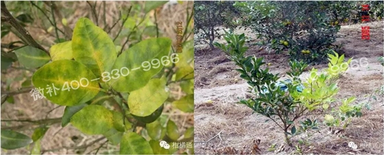 微補由國際植物營養(yǎng)專家領銜的微肥企業(yè),40年微肥經(jīng)驗,針對80多種農作物,有100多個微肥產(chǎn)品,涵蓋葉面肥,沖施肥,水溶肥等.咨詢熱線:400-830-9966微補系列微肥,質量好,肥效高,見效快,后勁大,無公害.