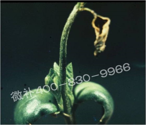 莖尖枯死，到底是缺硼還是缺鈣？