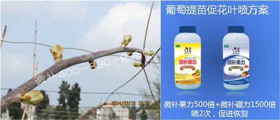 獼猴桃萌芽期如何施肥，才能促進(jìn)萌芽齊、萌芽壯？