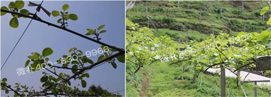 獼猴桃萌芽期如何施肥，才能促進(jìn)萌芽齊、萌芽壯？