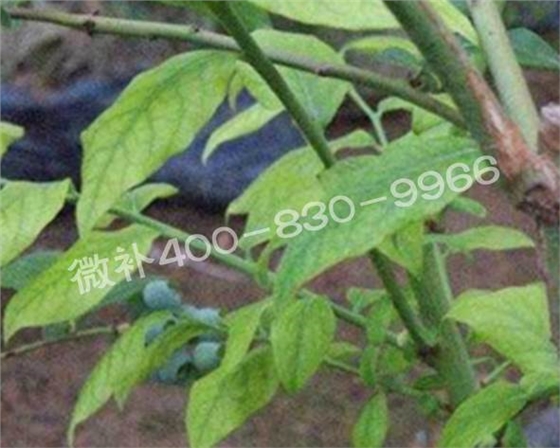 藍(lán)莓黃葉是缺素還是病害？