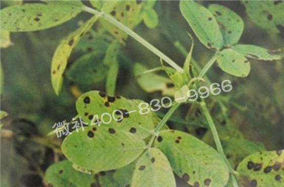 花生缺鉀與花生葉斑病有什么區(qū)別？
