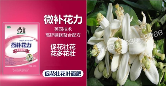 蜜柚促花壯花除了補磷還需要補硼鋅？