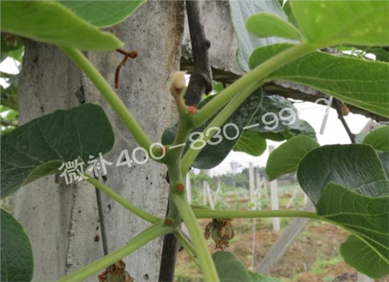 獼猴桃缺鈣對(duì)抽梢開(kāi)花有什么影響？