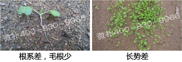1、苗期前期（3-5片葉）.jpg