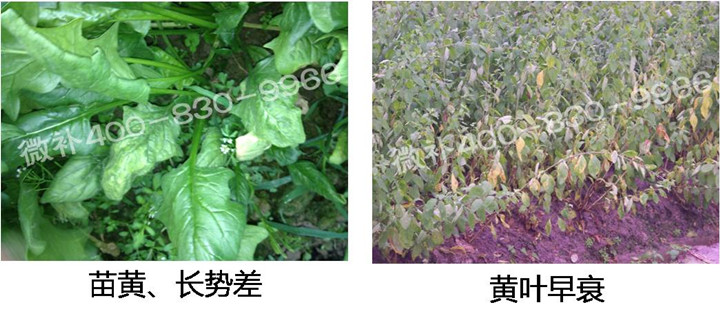 2、苗期后期.jpg
