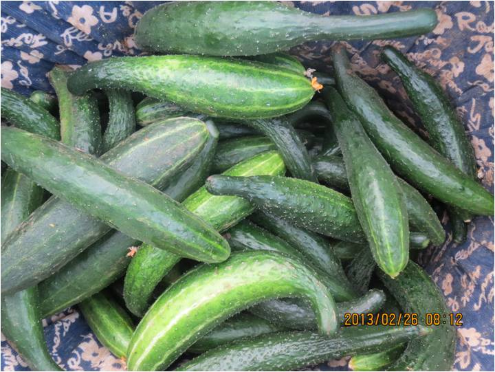 #微肥課堂#黃瓜味苦，天氣or肥料，到底誰之過？