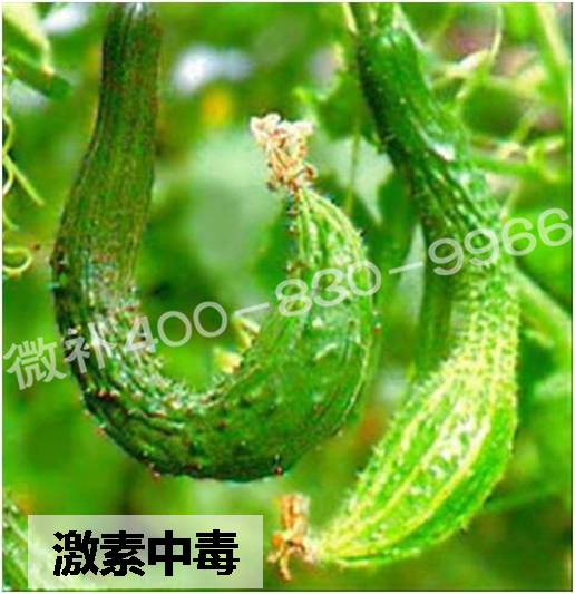 #微肥課堂#葉面肥含激素好嗎？