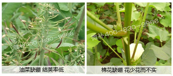 春季作物為什么需要大量用硼肥？