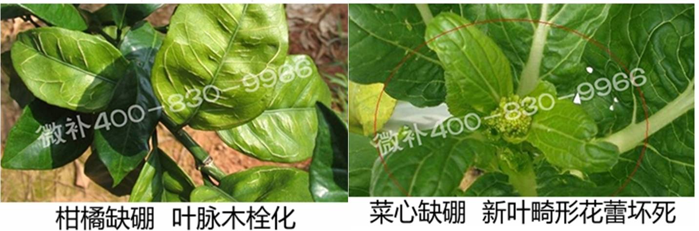 春季作物為什么需要大量用硼肥？