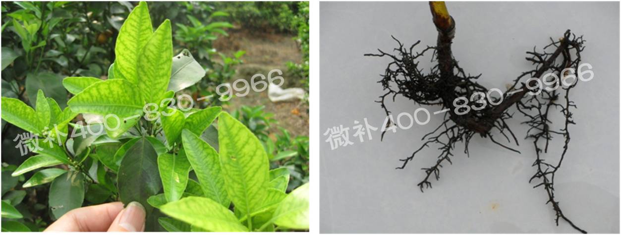微補(bǔ)由國際植物營養(yǎng)專家領(lǐng)銜的微肥企業(yè),40年微肥經(jīng)驗(yàn),針對80多種農(nóng)作物,有100多個(gè)微肥產(chǎn)品,涵蓋葉面肥,沖施肥,水溶肥等.咨詢熱線:400-830-9966微補(bǔ)系列微肥,質(zhì)量好,肥效高,見效快,后勁大,無公害.