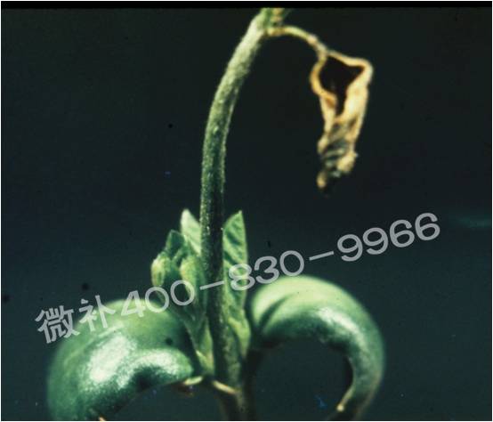 莖尖枯死，到底是缺硼還是缺鈣？