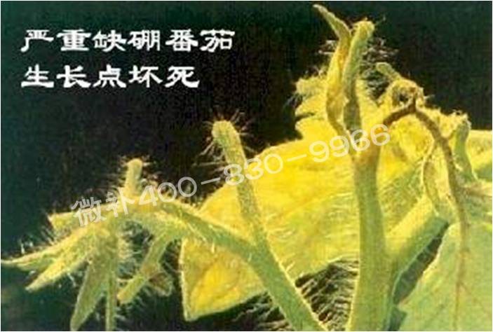 莖尖枯死，到底是缺硼還是缺鈣？