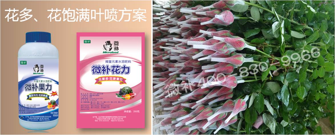 花卉也需要微補(bǔ)嗎？
