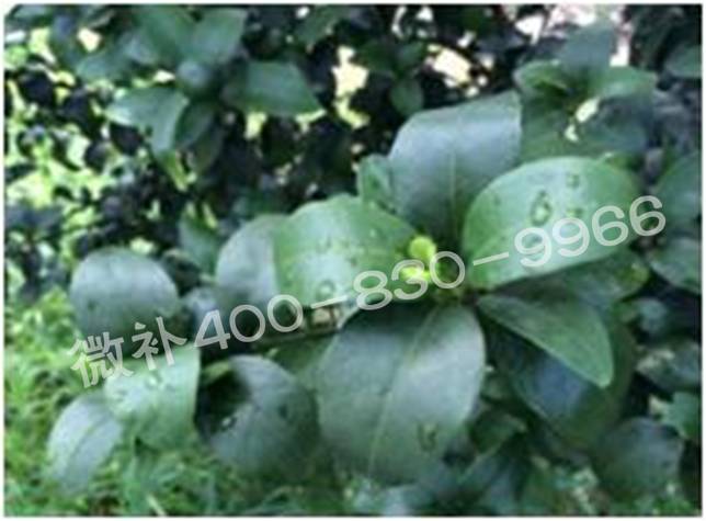 柑橘春梢弱，難抽發(fā)，到底是什么原因？