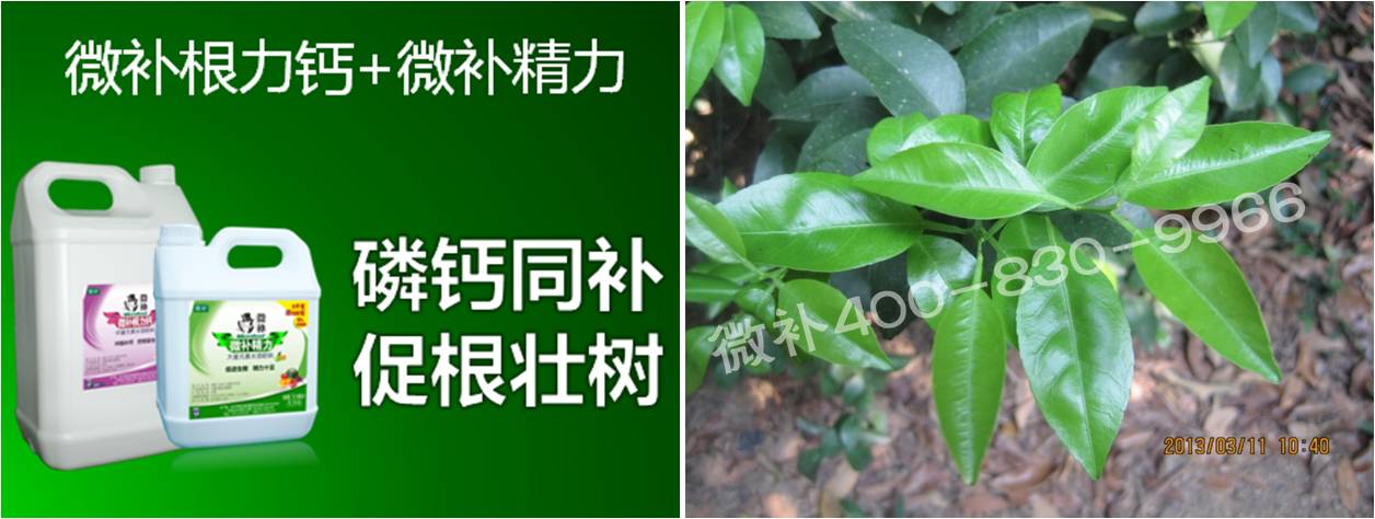 柑橘春梢弱，難抽發(fā)，到底是什么原因？