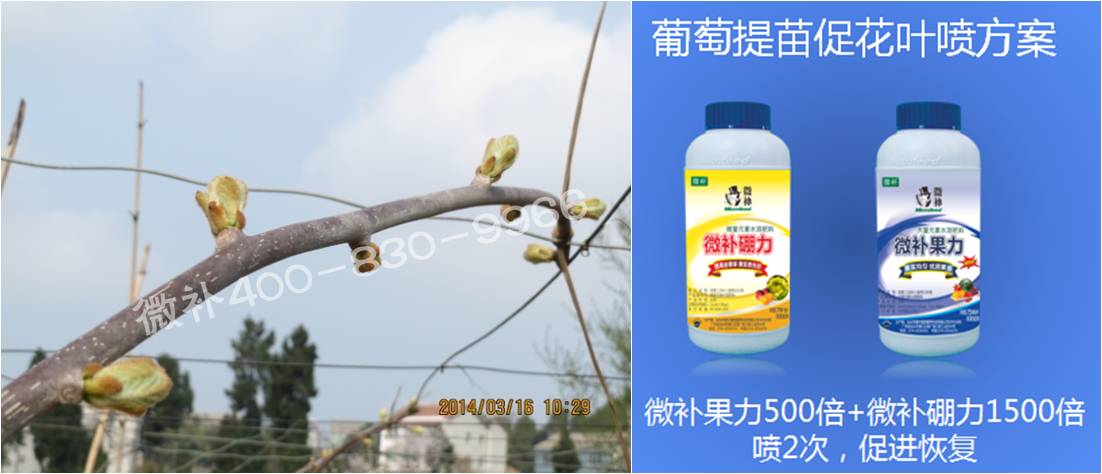 獼猴桃萌芽期如何施肥，才能促進(jìn)萌芽齊、萌芽壯？