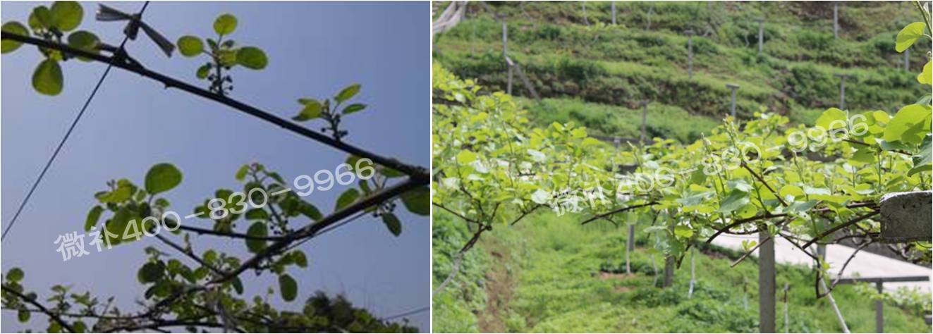 獼猴桃萌芽期如何施肥，才能促進(jìn)萌芽齊、萌芽壯？