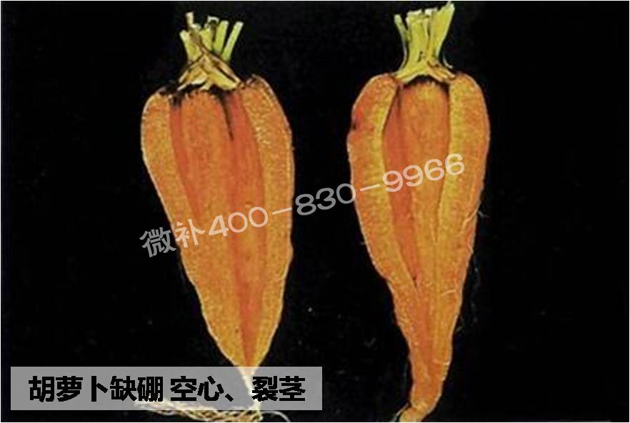 大田作物缺硼，就用高生物活性海藻液體硼，補硼更有效！