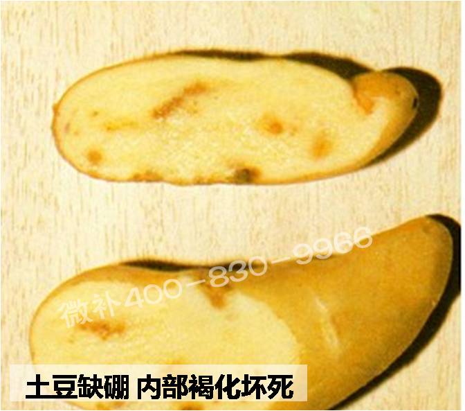 大田作物缺硼，就用高生物活性海藻液體硼，補硼更有效！