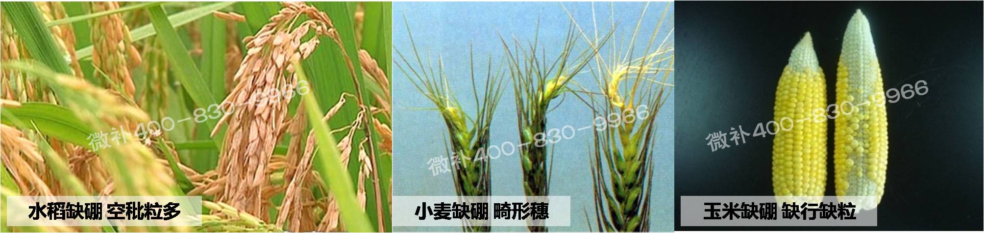大田作物缺硼，就用高生物活性海藻液體硼，補硼更有效！