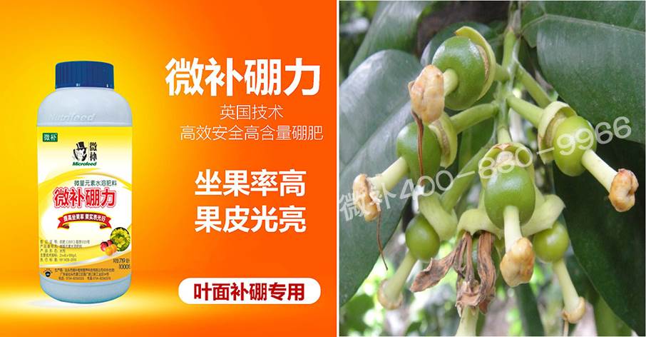 蜜柚促花壯花除了補(bǔ)磷還需要補(bǔ)硼鋅？