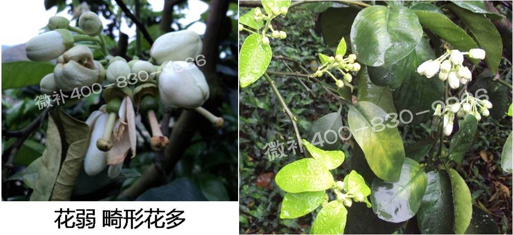 蜜柚促花壯花除了補(bǔ)磷還需要補(bǔ)硼鋅？