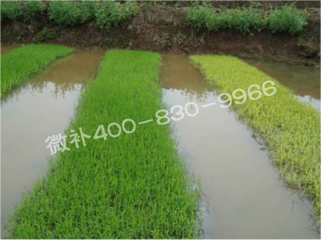 水稻黃秧、爛秧怎么辦？