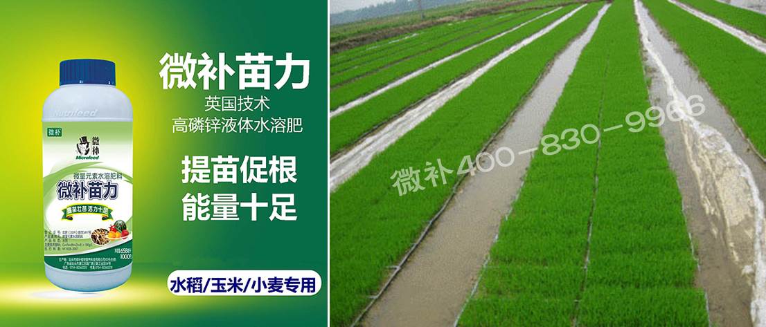 水稻黃秧、爛秧怎么辦？