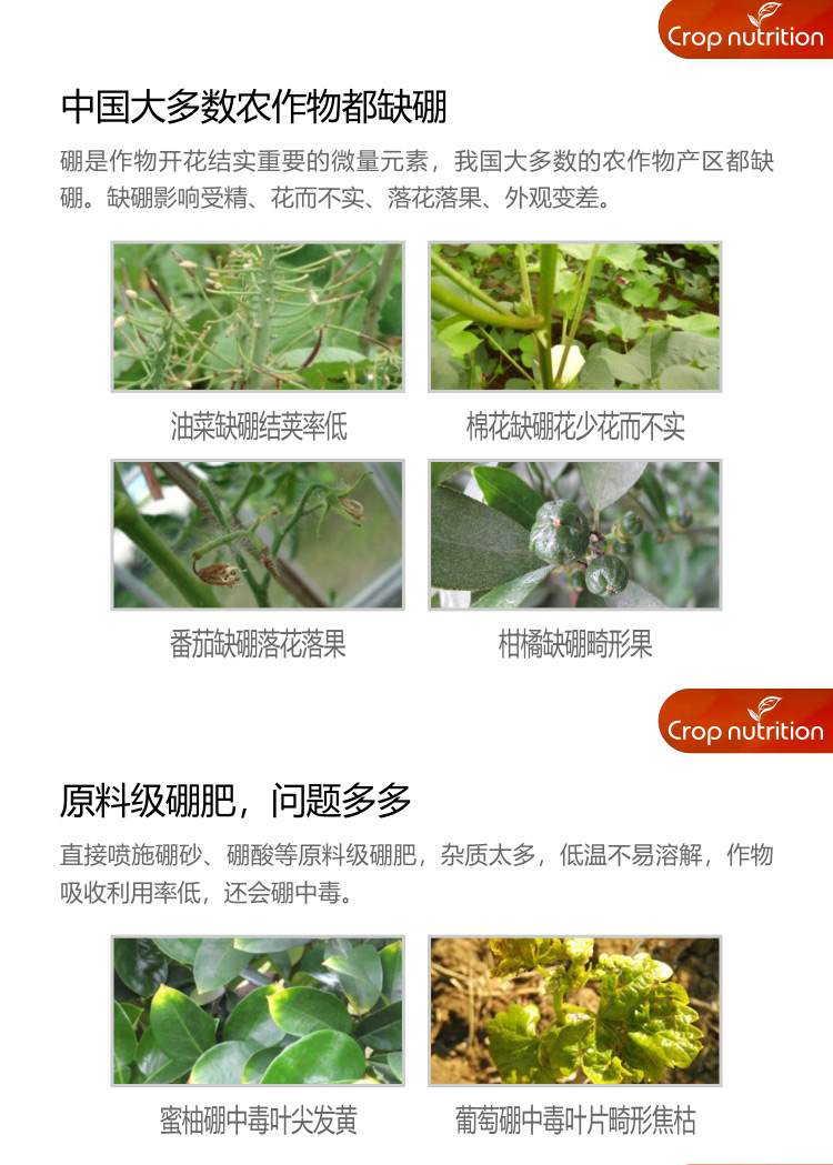 因迪樂(lè)有機(jī)海藻硼_02.jpg