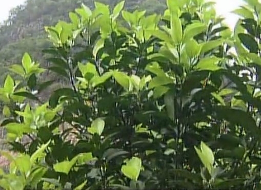 柑橘淋沖微補(bǔ)鈣肥，促根預(yù)防黃樹(shù)，樹(shù)壯保果品質(zhì)好
