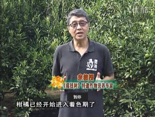 20150928珠江臺(tái)搖錢樹(shù)：如何提高柑橘硬度？預(yù)防減少浮皮霜凍果