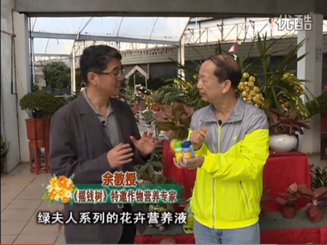 20160111珠江臺搖錢樹：家庭盆栽花卉黃葉又難養(yǎng)？用綠夫人，枝繁葉茂、花多花艷