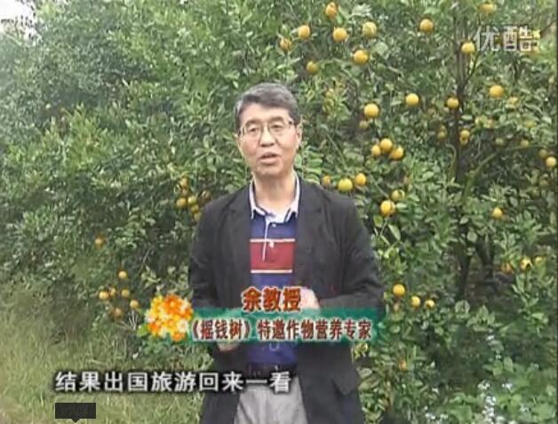 20160111珠江臺(tái)搖錢樹(shù)：貢柑大場(chǎng)樹(shù)弱黃葉，今年樹(shù)勢(shì)大翻身果靚還高價(jià)！