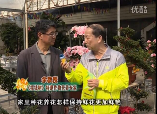 20160118珠江臺搖錢樹：家庭花卉用綠夫人600度鮮花營養(yǎng)液，花開鮮艷、花期長