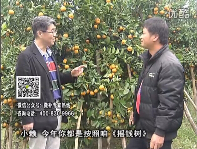 20160125珠江臺(tái)搖錢樹(shù)：如何解決柑橘兩大問(wèn)題：黃樹(shù)和果品質(zhì)差？