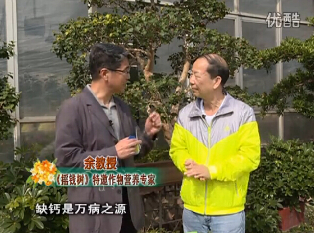 20160125珠江臺搖錢樹：家庭盆栽花卉噴綠夫人160度補鈣抗病液，長勢精神、抗病好