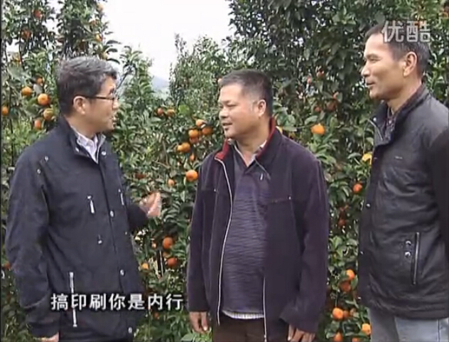 20160201珠江臺(tái)搖錢樹(shù)：開(kāi)印刷廠改行種柑橘，保樹(shù)靚今年還高產(chǎn)？