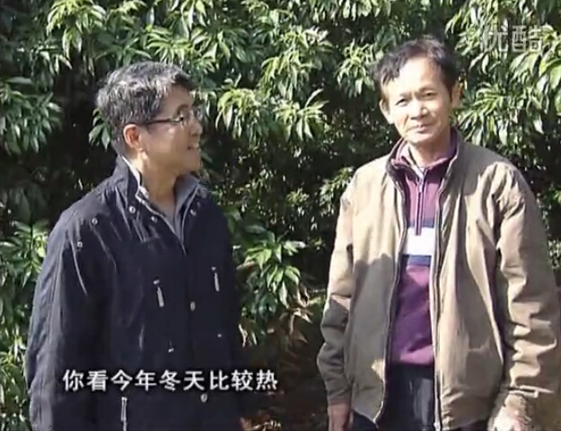 20160201珠江臺(tái)搖錢(qián)樹(shù)：暖冬荔枝易沖梢，如何促花壯花好？看微補(bǔ)