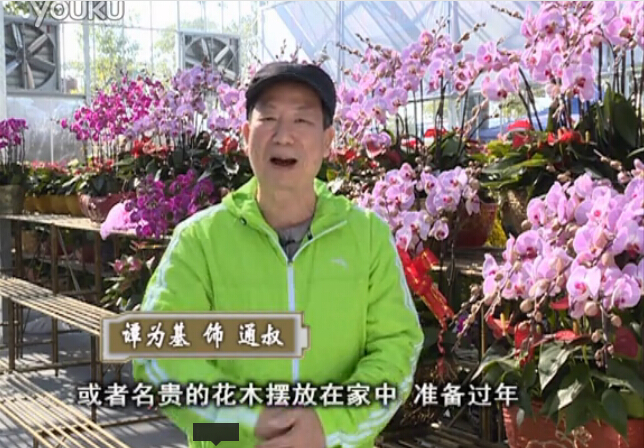 20160201珠江臺搖錢樹：新春家養(yǎng)花卉、盆栽，如何養(yǎng)護葉子、鮮花、果子保鮮更長？