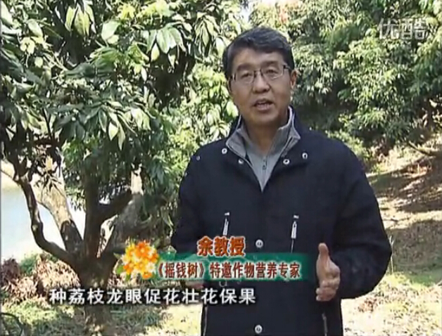 20160215珠江臺(tái)搖錢(qián)樹(shù)：龍眼撒微補(bǔ)倍力、噴花力+碧力，補(bǔ)鈣鎂鋅硼保葉壯花
