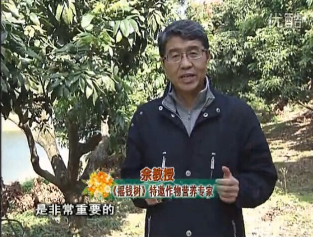 20160215珠江臺搖錢樹：名貴花木盆景，用綠夫人系列保葉、花靚、又抗病
