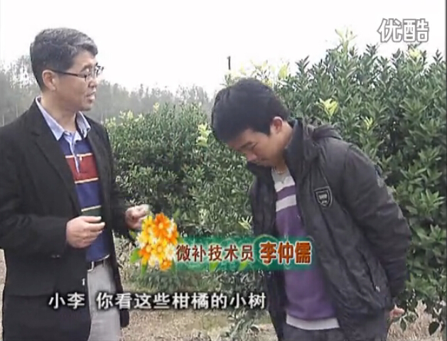 20160215珠江臺(tái)搖錢樹(shù)：柑橘小樹(shù)頭年掛果撒微補(bǔ)倍力、噴花力+碧力，壯樹(shù)促花好