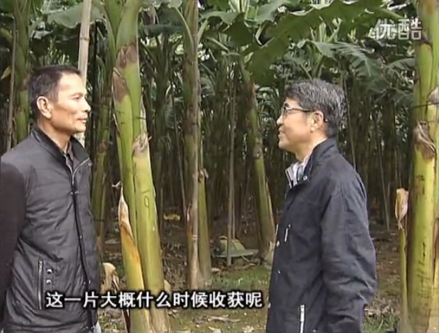 20160222珠江臺(tái)搖錢(qián)樹(shù)：粉蕉用微補(bǔ)方案，抽蕉好、葉干邊爛頭少