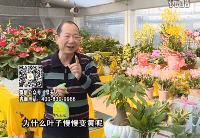 20160307珠江臺(tái)搖錢樹：陰生植物也不好種，黃葉多長(zhǎng)勢(shì)弱？用綠夫人來呵護(hù)