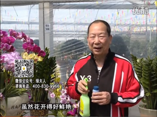 20160314珠江臺(tái)搖錢樹：家種鮮花、鮮切花，用綠夫人600度鮮花液保花艷、花期長(zhǎng)