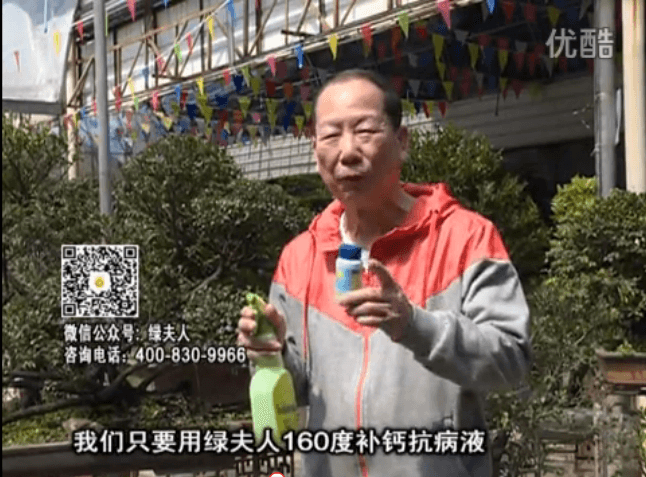 ?20160321珠江臺(tái)搖錢樹：盆栽花卉用綠夫人160度補(bǔ)鈣抗病液，低溫陰雨天長(zhǎng)勢(shì)壯、抗病好