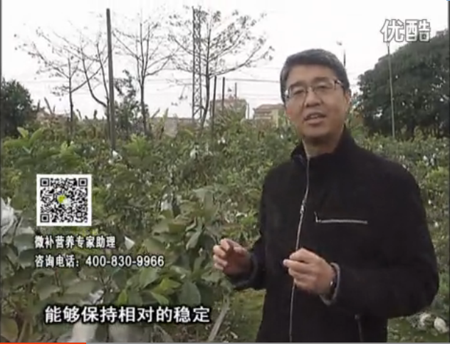 20160328珠江臺(tái)搖錢(qián)樹(shù)：番石榴淋沖微補(bǔ)根力鈣+微補(bǔ)精力，凍后恢復(fù)長(zhǎng)勢(shì)、促進(jìn)開(kāi)花坐果